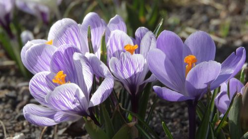 saffron crocus purple flowers