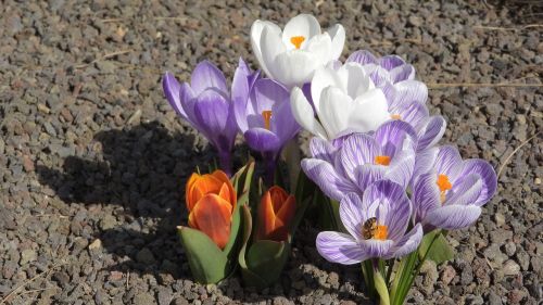 saffron crocus flowering šafrány