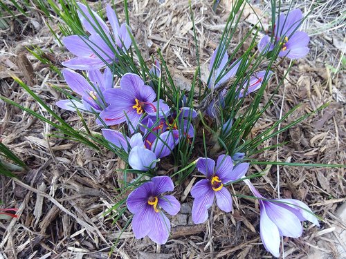 saffron  flower  nature