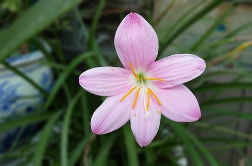 saffron  crocus  saffron flower