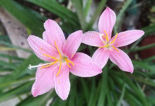 saffron  flowers  romantic