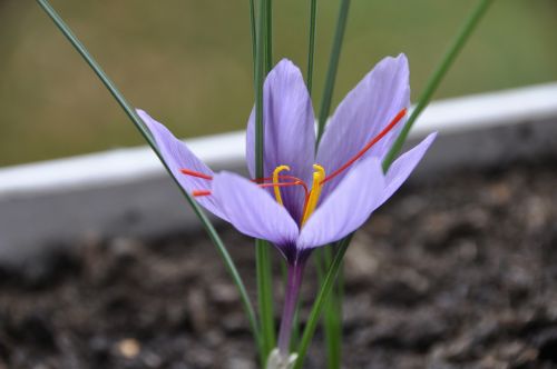 saffron flower purple