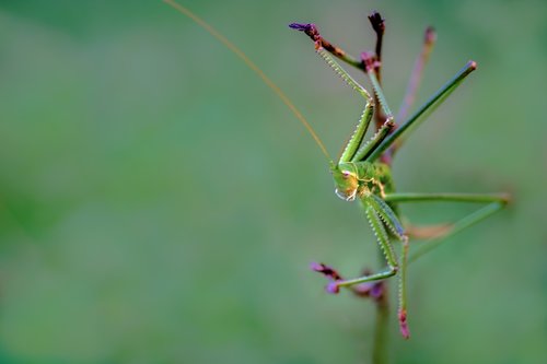 saga  insect  grasshopper