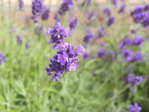 sage flower purple