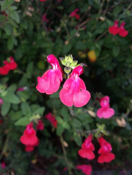 sage salvia greggii flower