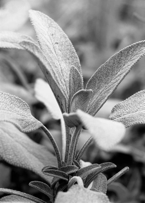 sage plant black and white