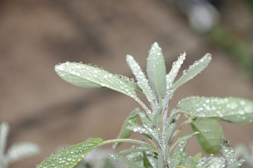 sage garden sage plant