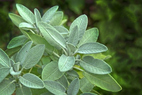 sage  leaves  herb