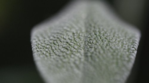 sage  plant  leaf