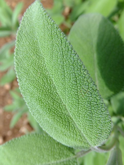 sage green leaf aroma