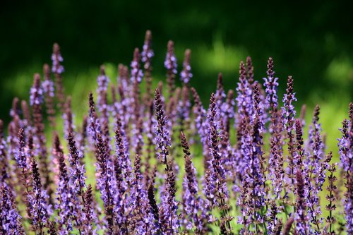 sage  plant  purple flowers