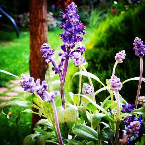 sage plants violet