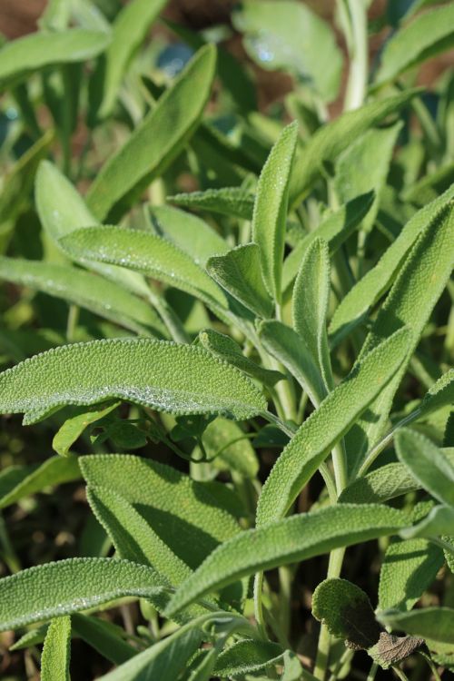 sage sage leaf health