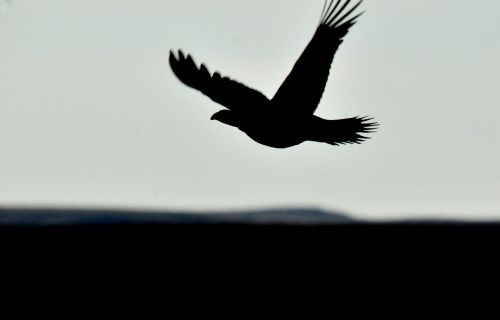 sage grouse flying silhouette