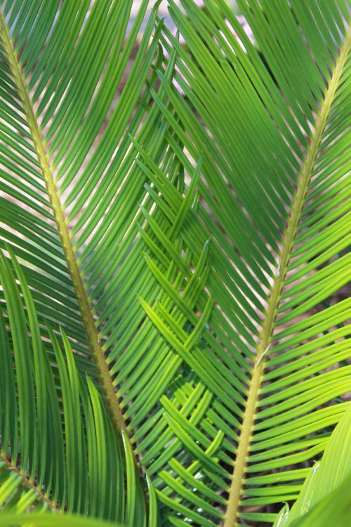 sago palm nature