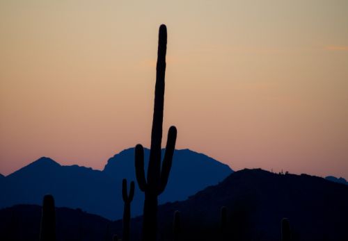 saguaro cactus silhouette