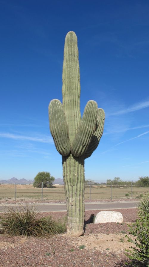 saguaro cactus desert