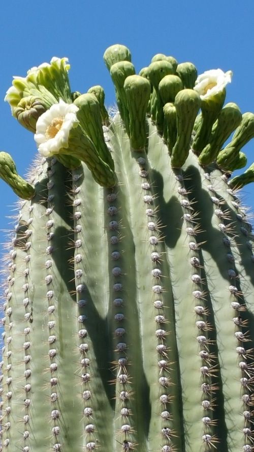 saguaro sonoran desert cactus cactus