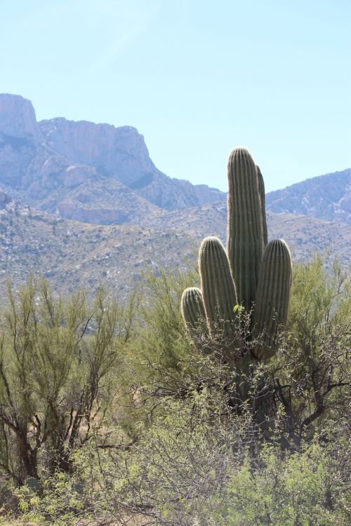 saguaro desert landscape arizona