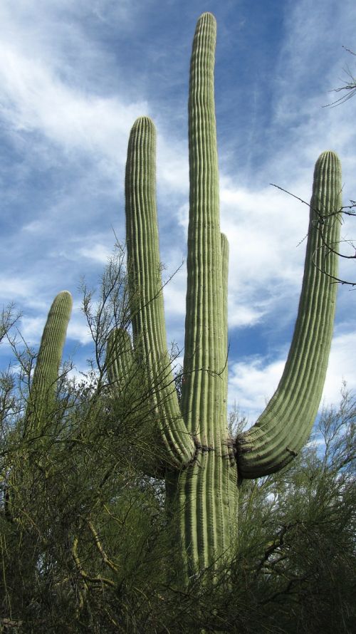 saguaro cactus arizona