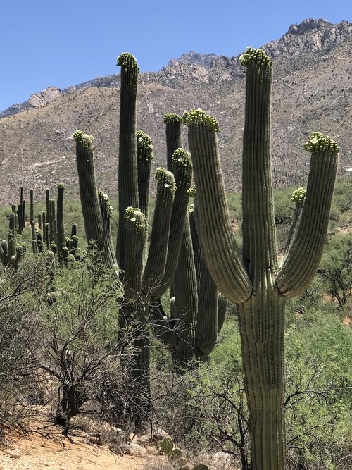 saguaro  blooming  cactus