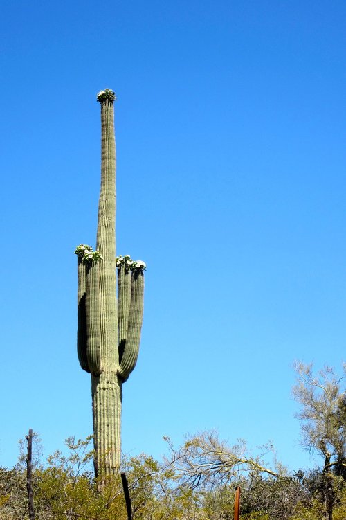 saguaro  cactus  desert