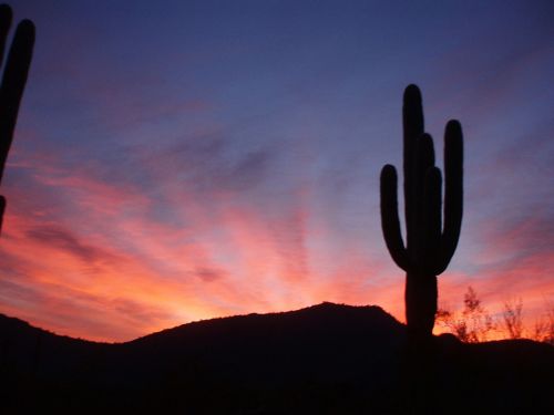 saguaro cactus sunset silhouette