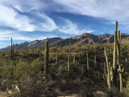 saguaro cactus national park desert