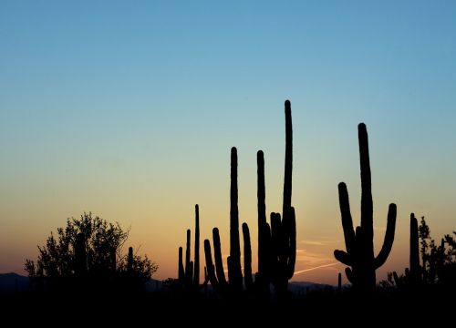 saguaro cactus dusk silhouette