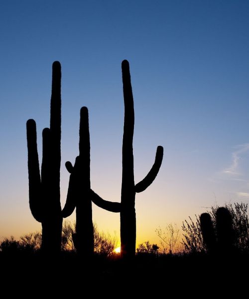 saguaro cactus sunset silhouette