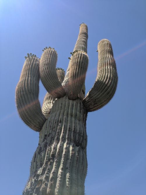 Saguaro Cactus