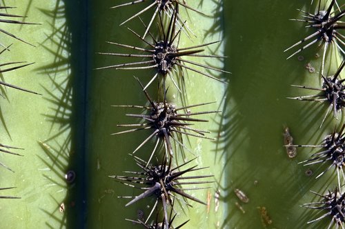 saguaro spines up close  cactus  arizona