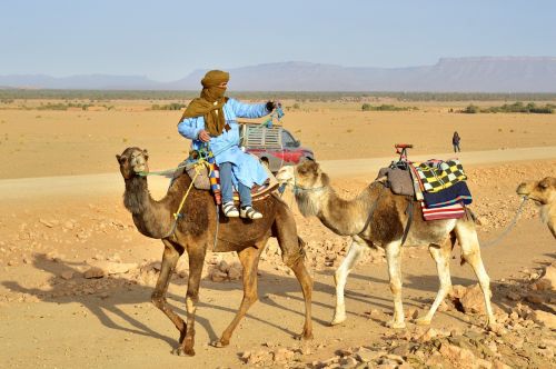 sahara camels desert