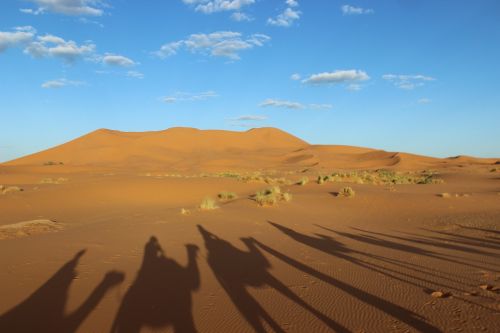 sahara camel morocco