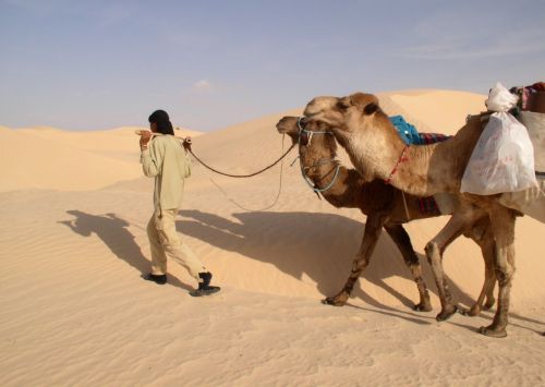 sahara camels guide