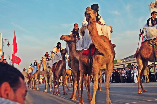 sahara  camel  nature