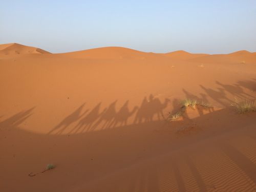 sahara sahara desert desert