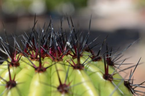 sahuaro desert thorns