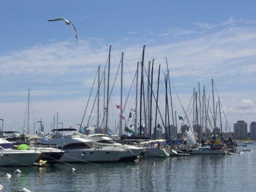 sailboat port seagull