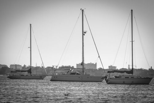 sailboats florida bay