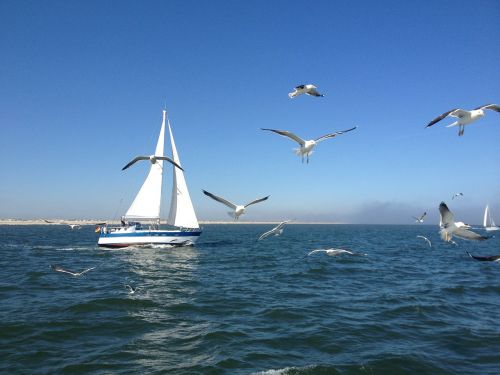 sailing boat gulls north sea