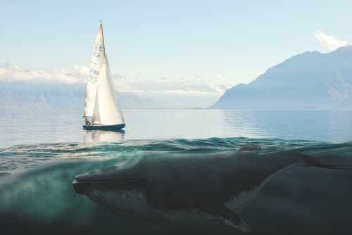sailing boat  whale  sea