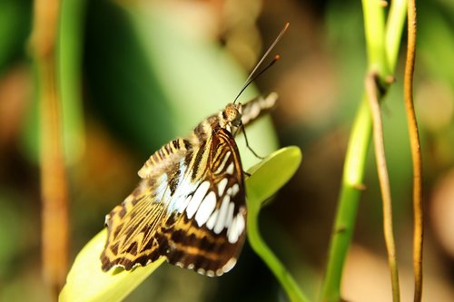 sailor  clipper  butterfly