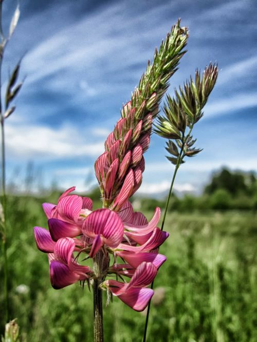 sainfoin flower plant