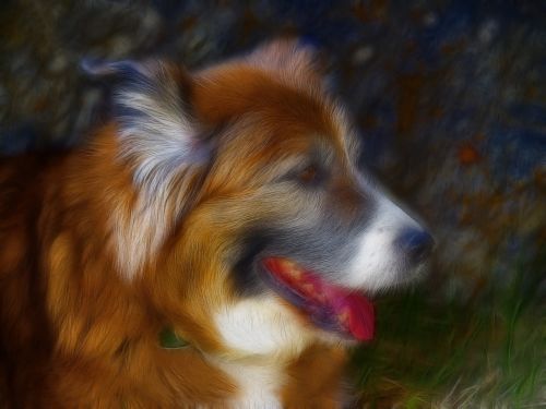saint bernard dog canine