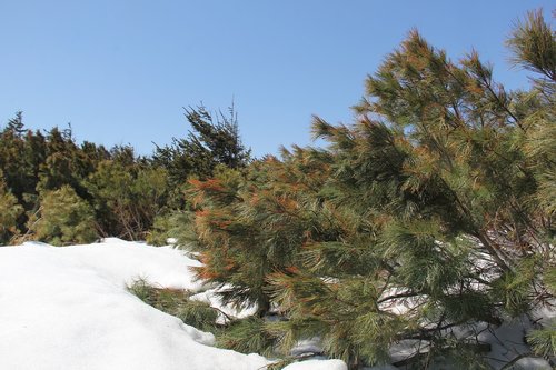 sakhalin  spring  snow