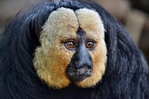 saki monkey head face