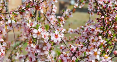 sakura flower cherry