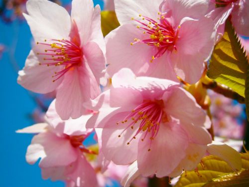 sakura cherryblossom japan