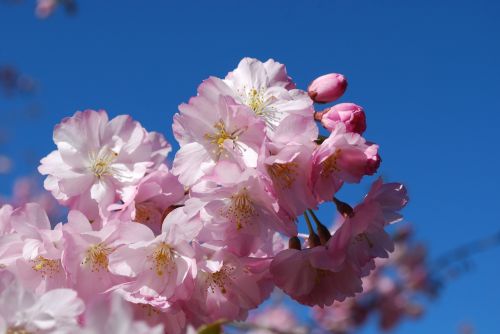 cherry spring flowers